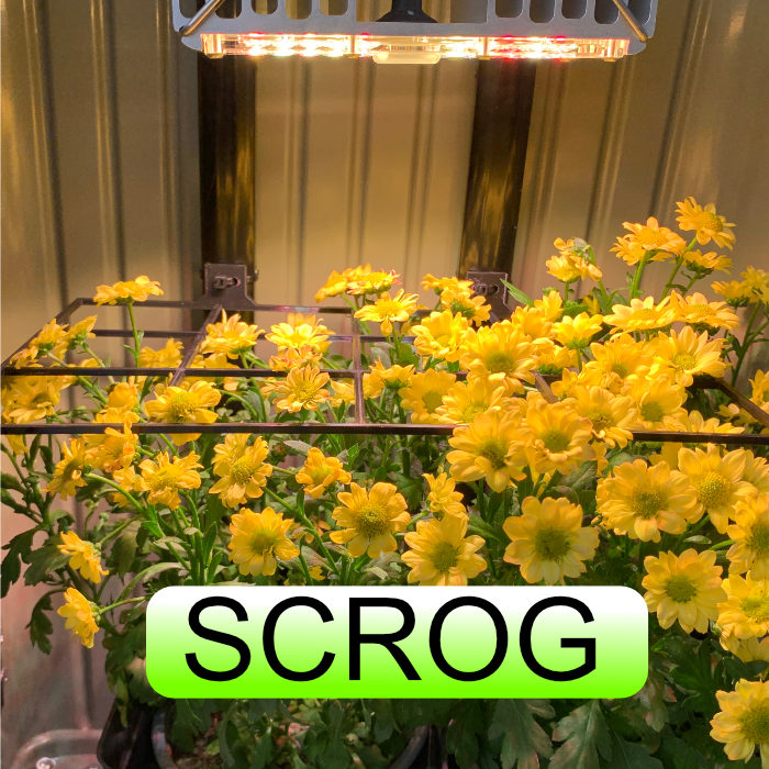 Scrog method - Yellow flowers are directed through Bonsanto's scrog grid