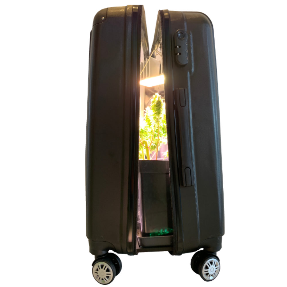 Der schwarze Bonsanto Mini Grow Box ist leicht geöffnet. Zu sehen ist eine leuchtende LED Lampe, welche über einer Pflanze hängt.