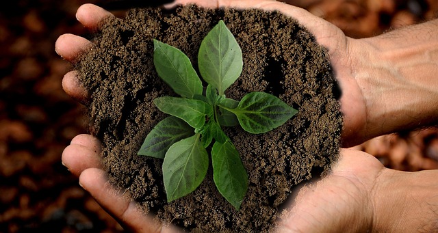 Autoflower soil: Soil for autoflower