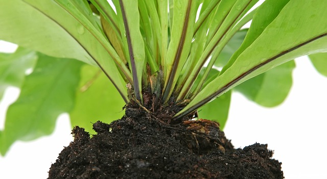 Soil for Autoflower - Autoflowering soil