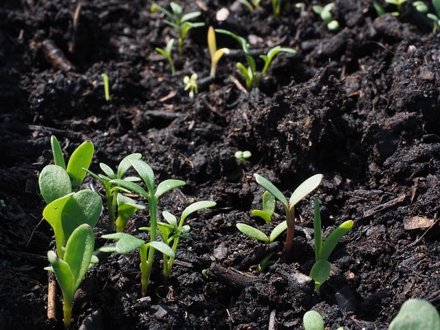 What soil for autoflowering