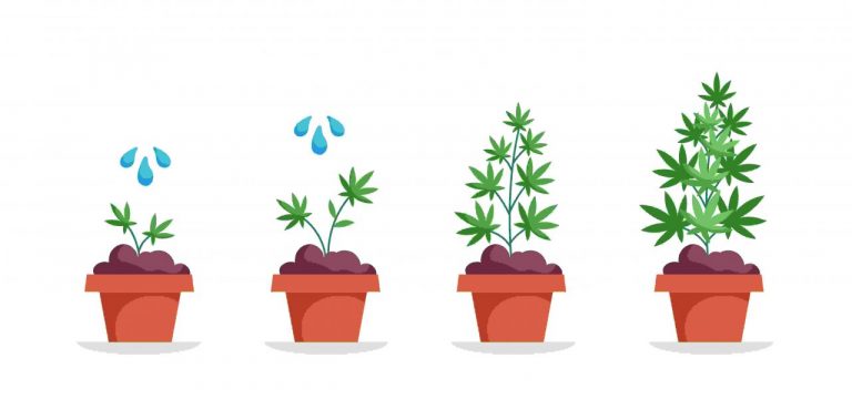Cannabis gießen - Alles was du wissen solltest