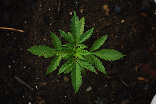Cannabis gießen - Cannabis Bewässerungsmethoden