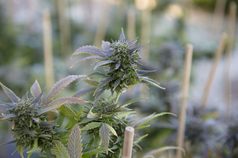 Cannabis Anbau Balkon - So funktioniert der Balkon-Grow