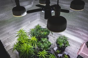 Cannabis Anbau Licht - Alles über die richtige Belichtung von Hanf