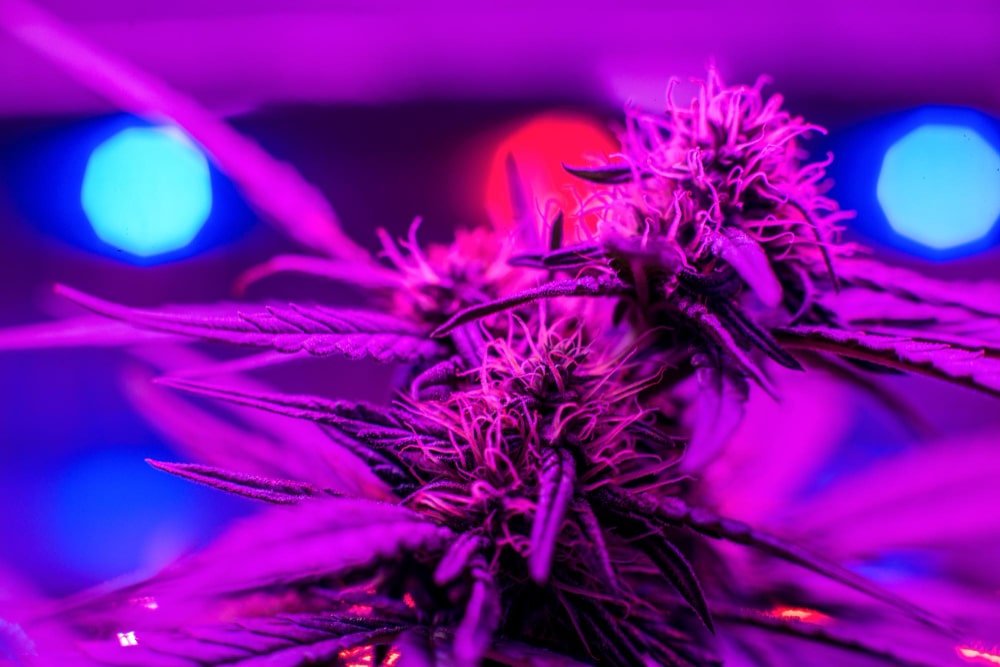 Cannabis Pflanze Licht