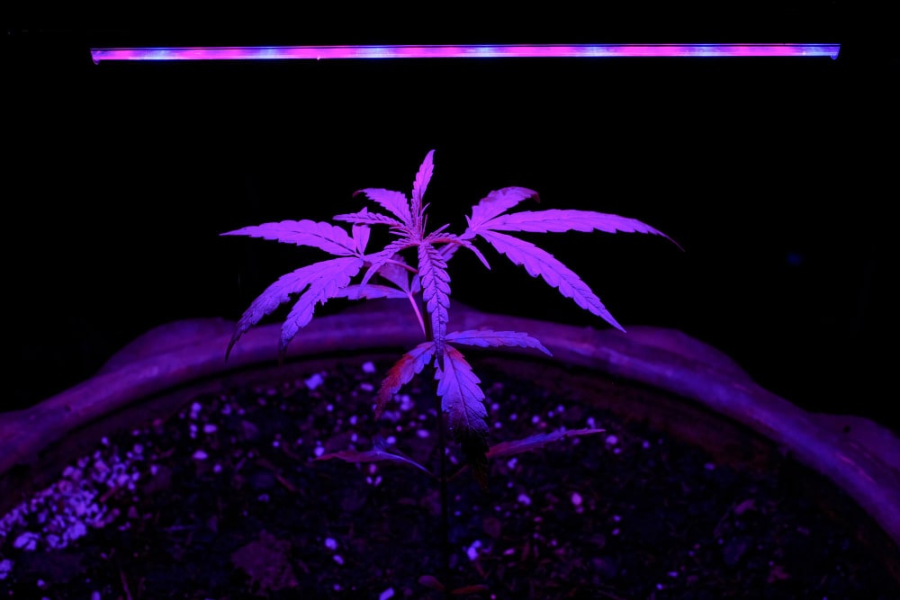 Cannabis Wachstum Licht