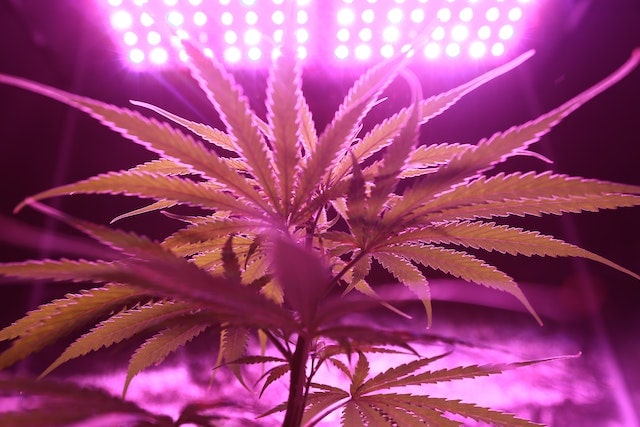 Cannabis Grow CO2 Indoor