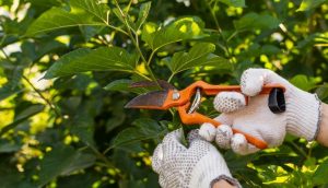 Pruning your favorite plant