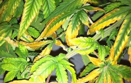 Cannabis Überdüngung Erkennen