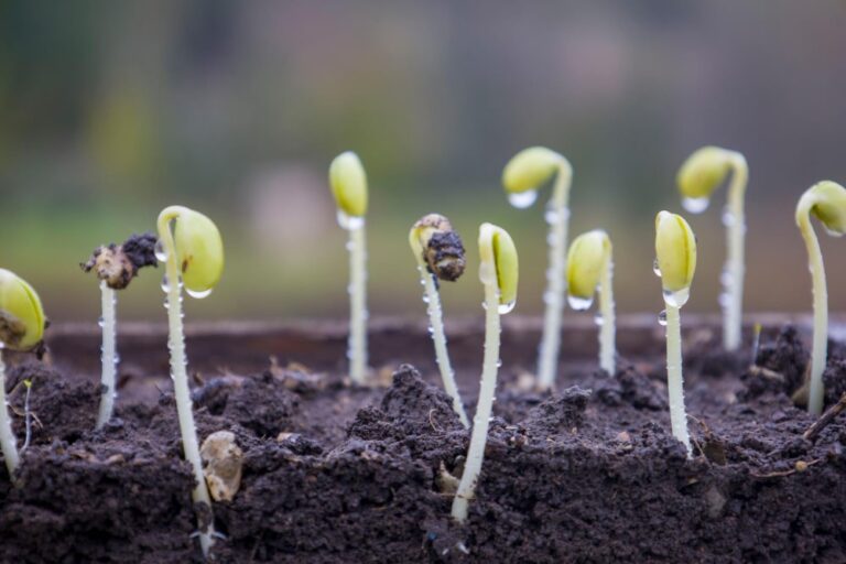 Cannabis seeds germinate indoor