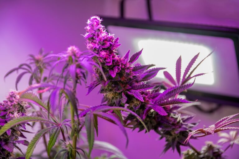 Cannabis Indoor Grow -Vorteile von LED Lampen
