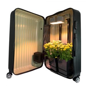 Die Bonsanto Mini Grow Box ist geöffnet und in ihr befindenn sich zwei Pflanzenkübel unter einer eingeschalteten LED Leuchte.