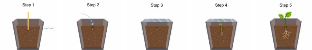 Anleitung Samen keimen in fünf Schritten für erfolgreichen Cannabis Grow