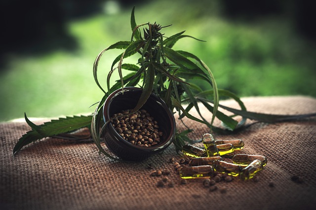 Cannabis samen einpflanzen