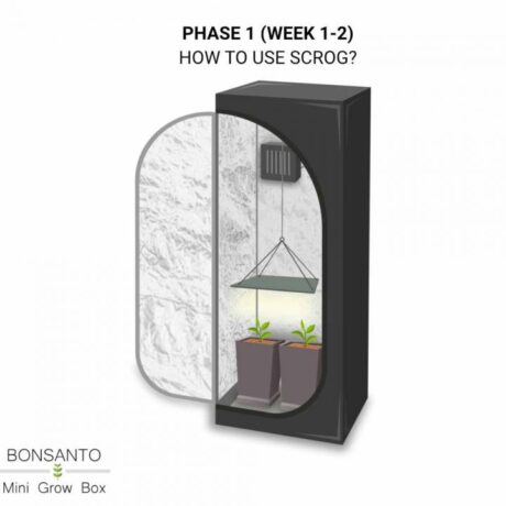 SCROG Anleitung im Grow Zelt von Bonsanto phase 1