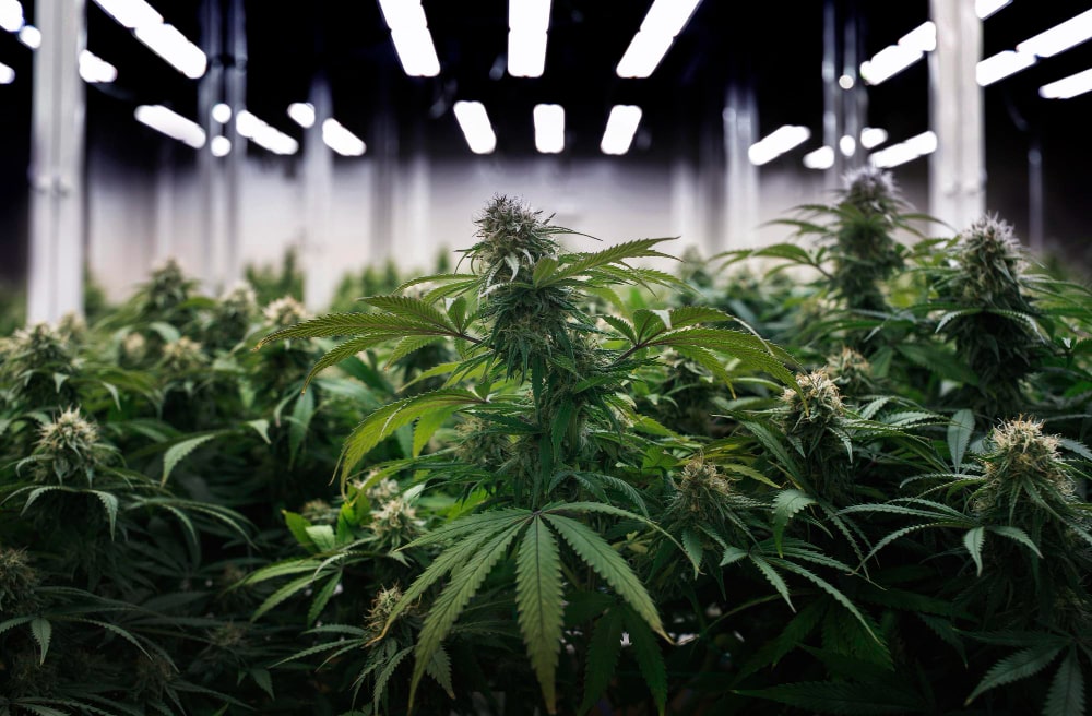 Cannabis anbau indoor