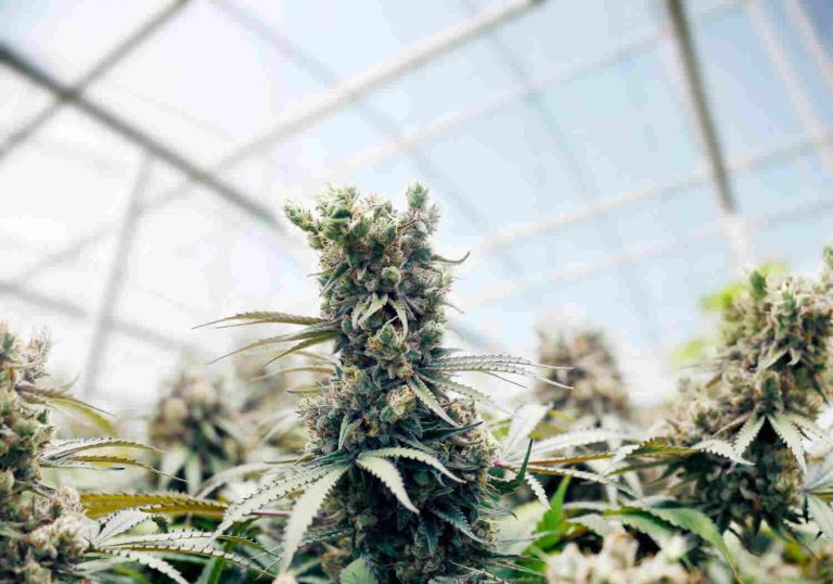 Hanf anbauen - Alles über Cannabis anbauen
