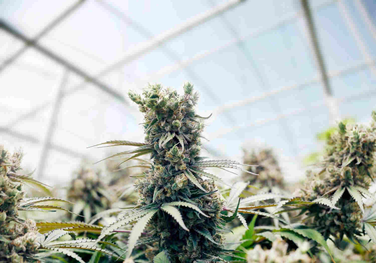 Hanf anbauen Alles was du über Cannabis anbauen wissen solltest Bonsanto®