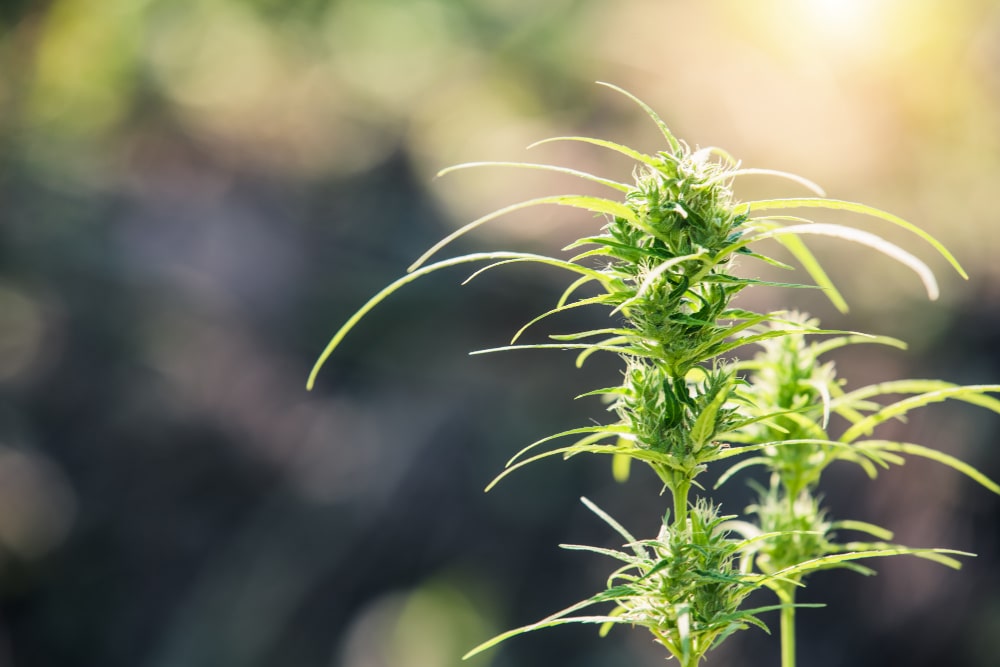 Cannabis Anbau Balkon So geht der BalkonGrow Bonsanto®