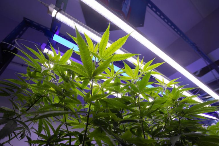 Cannabis Anbau Licht - Indoor Belichtung Hanf-Grow