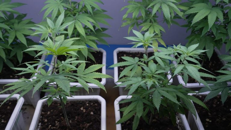 Cannabis Anbau Zubehör für deinen Indoor Hanfanbau
