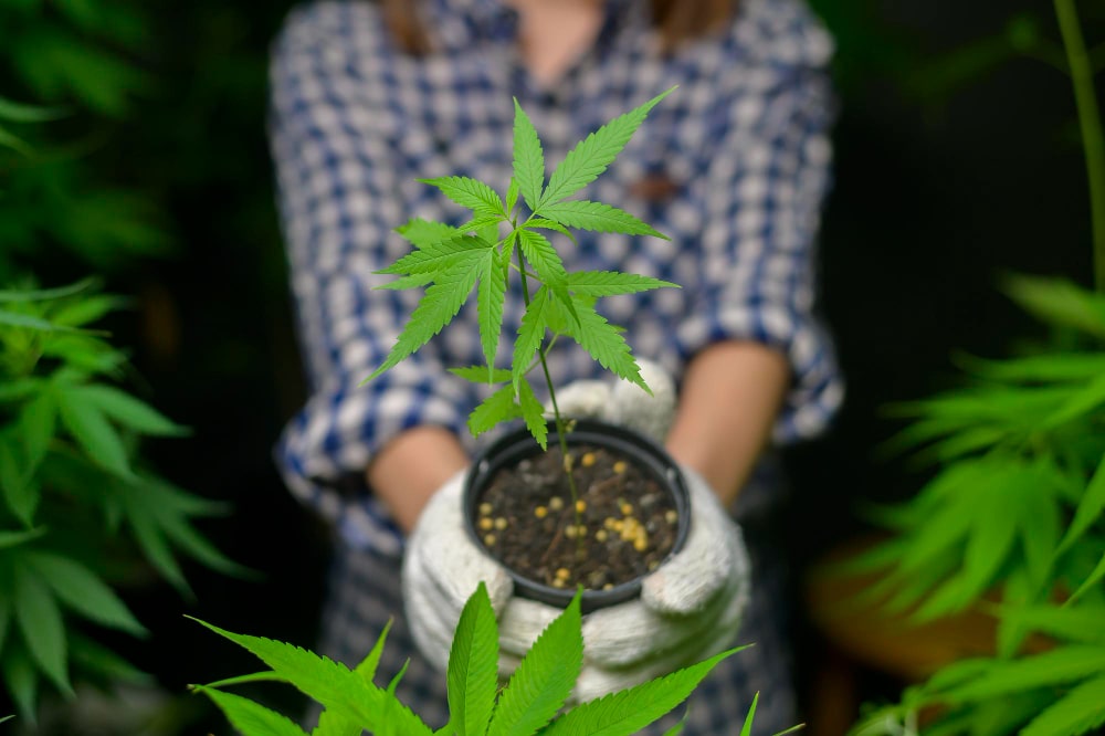 Cannabis Anbau Zubehör - Erfolgreicher Indoor Grow - Bonsanto®