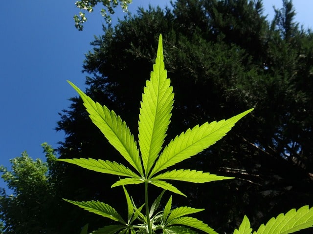 CO2 Cannabis Grow