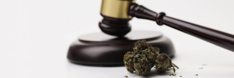 Cannabis Anbau Schweiz - Gesetzliche Lage