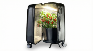 NEO V 3.0 - Mini Grow Box Koffer M (65cm)