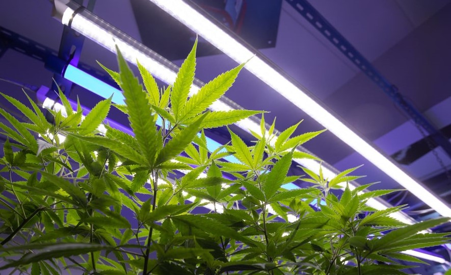 Cannabis anbauen Indoor Anfänger Ausrüstung