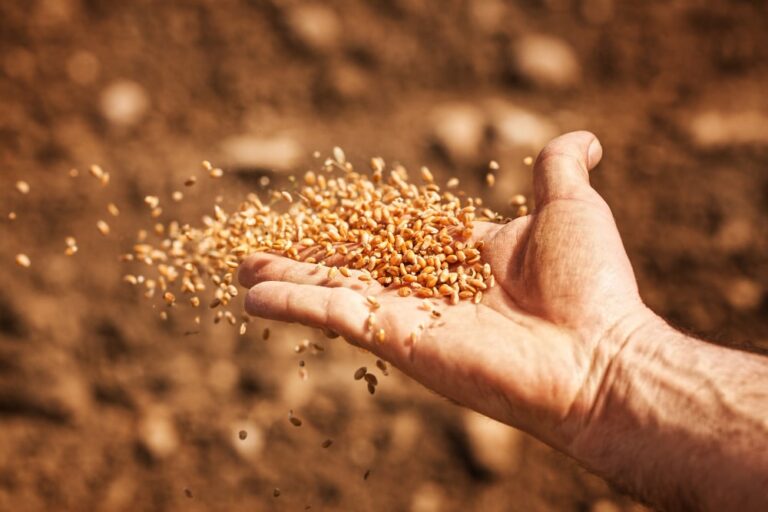 Automatic Seeds Vorteile und optimale Growumgebung