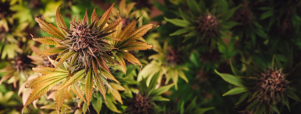 Flowering phase hemp