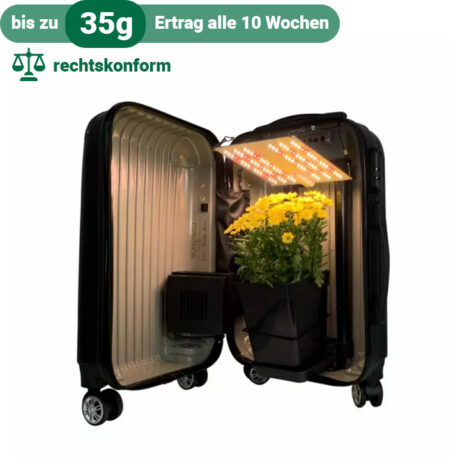 geöffneter Grow Koffer von Bonsanto mit LED-Lampe und Aktivkohlefilter und Pflanze