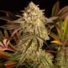 Cannabis Mystiic Haze Pflanze