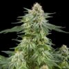 Cannabispflanze Sorte White-Crystal-Dreamer