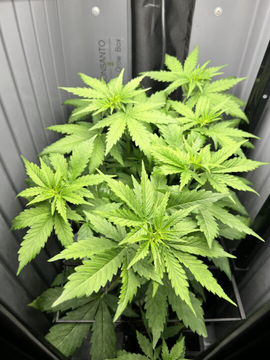 Koffer Hydro Grow