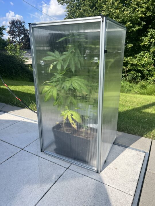 Outdoor Grow Box 2