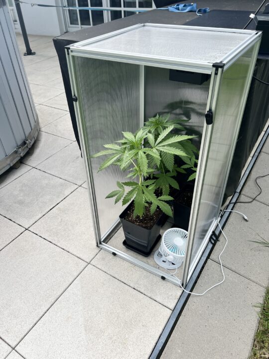 Outdoor Grow Box 3.JPG