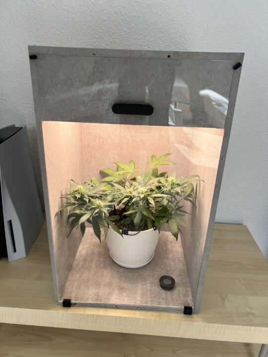 Stone Grow Box 2