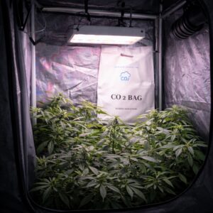CO₂-Grow-Beutel hängend in einem Indoor-Growzelt mit LED-Beleuchtung und Cannabispflanzen