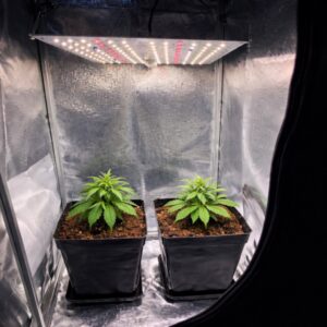 Indoor-Grow mit LED-Pflanzenlampe: Zwei Cannabispflanzen wachsen in Erde unter effizienter Fullspektrum-Beleuchtung
